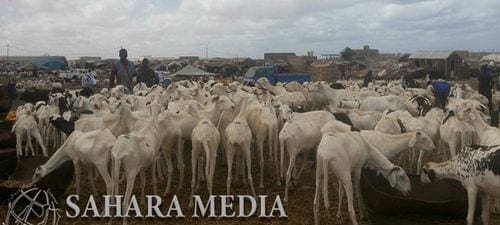 Discussions mauritano-sénégalaises à propos de l’exportation de moutons de sacrifice pour la fête de la Korité