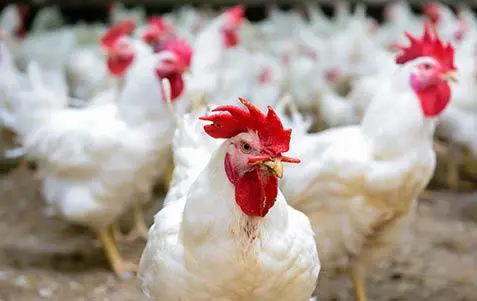 Mauritanie : pas de cas de grippe aviaire dans le pays et les mesures de prévention ont été renforcées