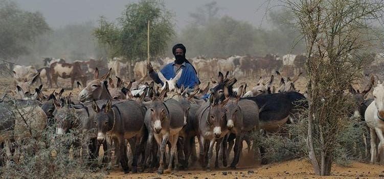 Mali : 50 bergers tués par des chasseurs traditionnels