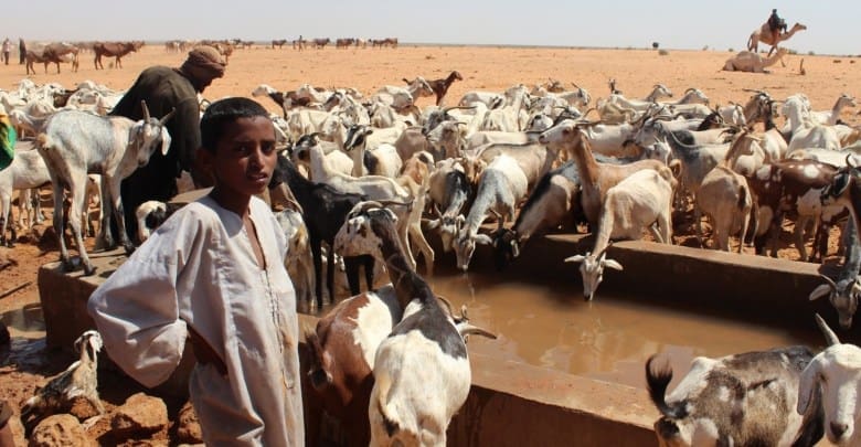 Des organisations internationales appellent à la protection de la richesse animale au Sahel