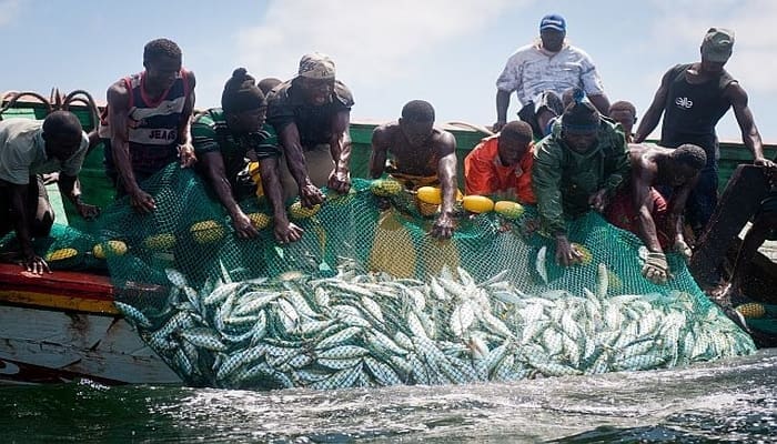 Nouadhibou : 20.000 tonnes de poissons stockées pour les besoins des populations