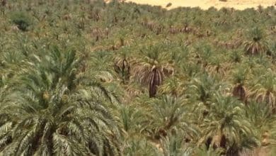 Mauritanie : 9 victimes de la canicule dans le nord du pays