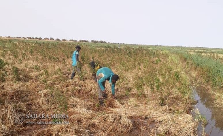 Brakna : des blessés dans des affrontements autour de terres cultivables