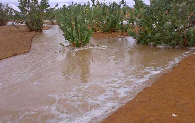 Des hauteurs de pluie dans les wilayas du Trarza et du Tagant