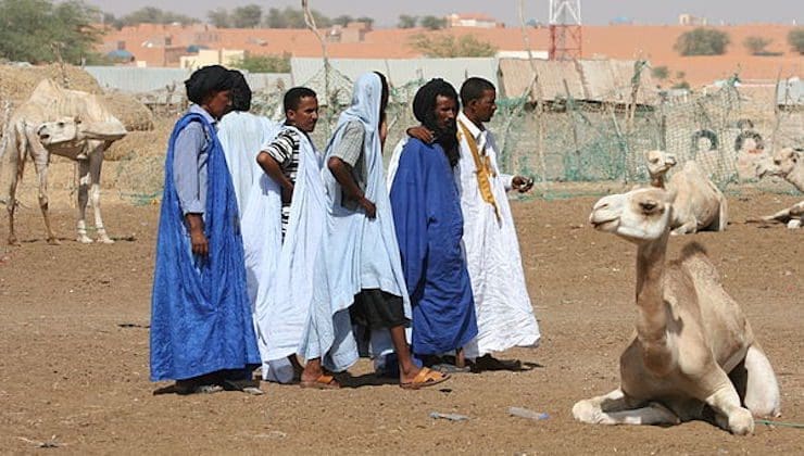 Mauritanie : le gouvernement cherche à mettre en place un plan pour l’acquisition des intrants d’élevage