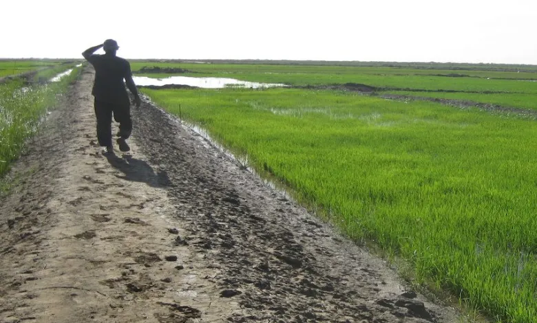 La Mauritanie demande au Sénégal d’activer l’accord signé dans le domaine de la lutte commune contre les oiseaux granivores