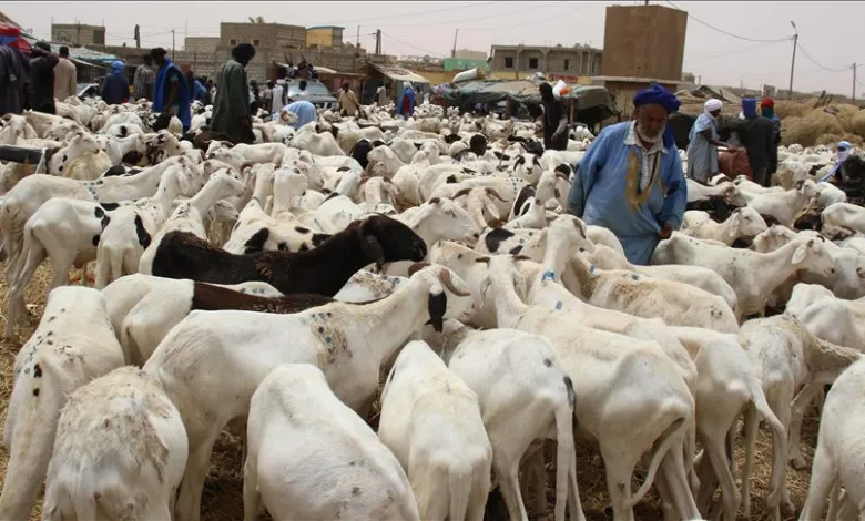 Le Sénégal prolonge la durée d’exonération des taxes aux éleveurs mauritaniens avant la fête de la Tabaski