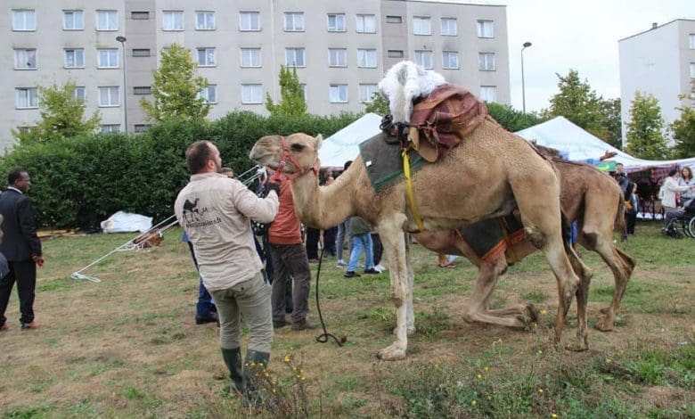 Dromadaires et tentes mauritaniens dans un parc parisien