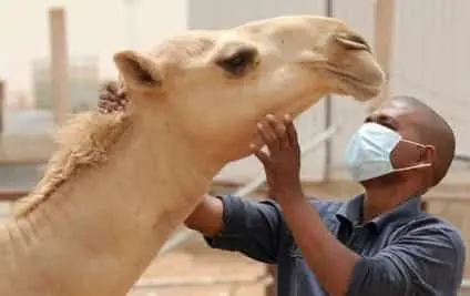Mauritanie : face à la recrudescence de la fièvre hémorragique lancement d’une campagne de vaccination du cheptel