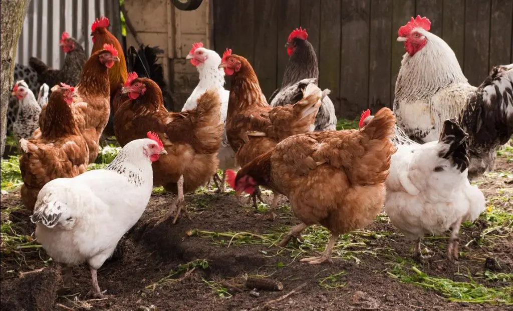 Le ministère de l’élevage décidé à appliquer la circulaire relative à la vente du poulet local au poids et au contrôle du prix