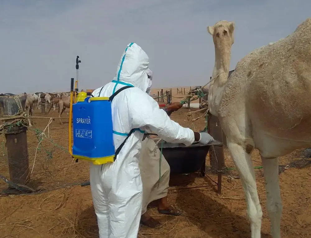 Sénégal : 7 décès de la fièvre du Rift confirmés dans la ville de Saint-Louis