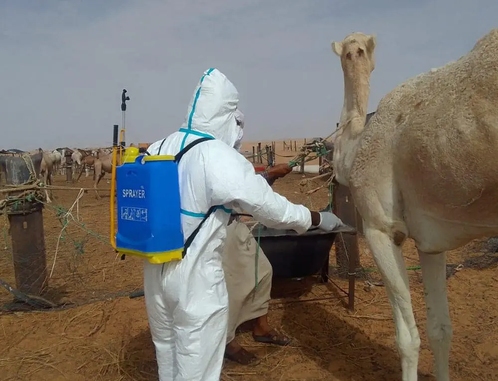 La fièvre de la vallée du Rift en Mauritanie : 46 cas et 14 décès selon l’OMS