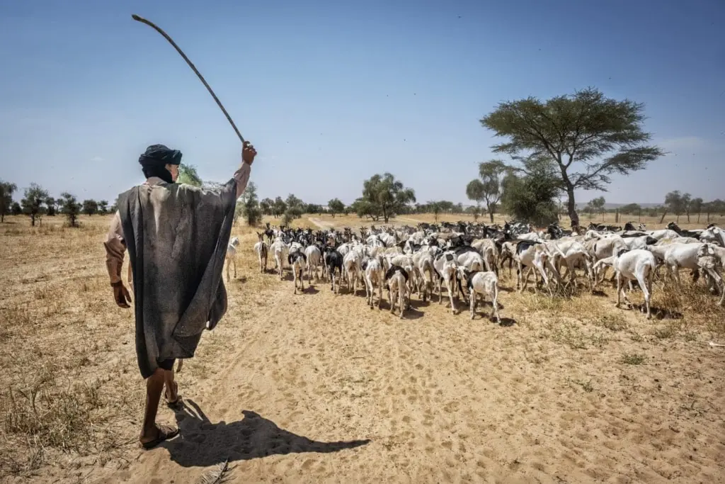 La Mauritanie interdit à ses éleveurs de se rendre en territoire malien