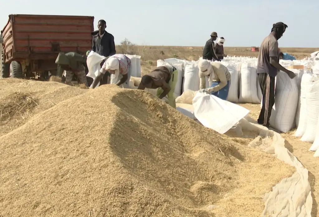 Mauritanie : l’importance des stocks du riz local et la baisse des achats mettent la pression sur les usines