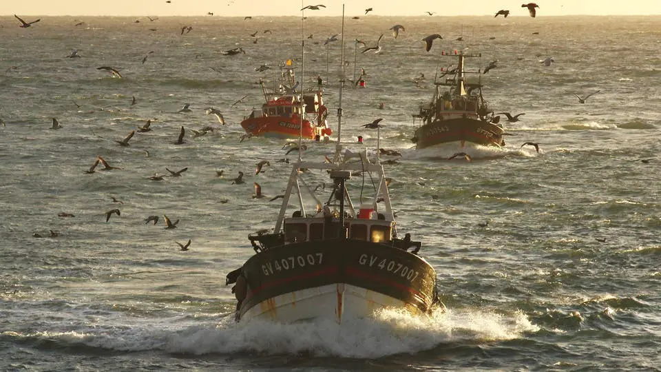 Arrêt biologique en Mauritanie : interdiction de la pêche aux céphalopodes dès le 1er mai