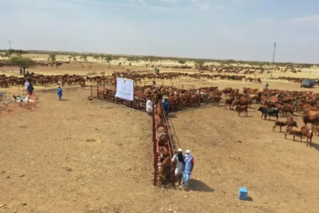 Adrar : lancement d’une campagne pour le traitement du cheptel