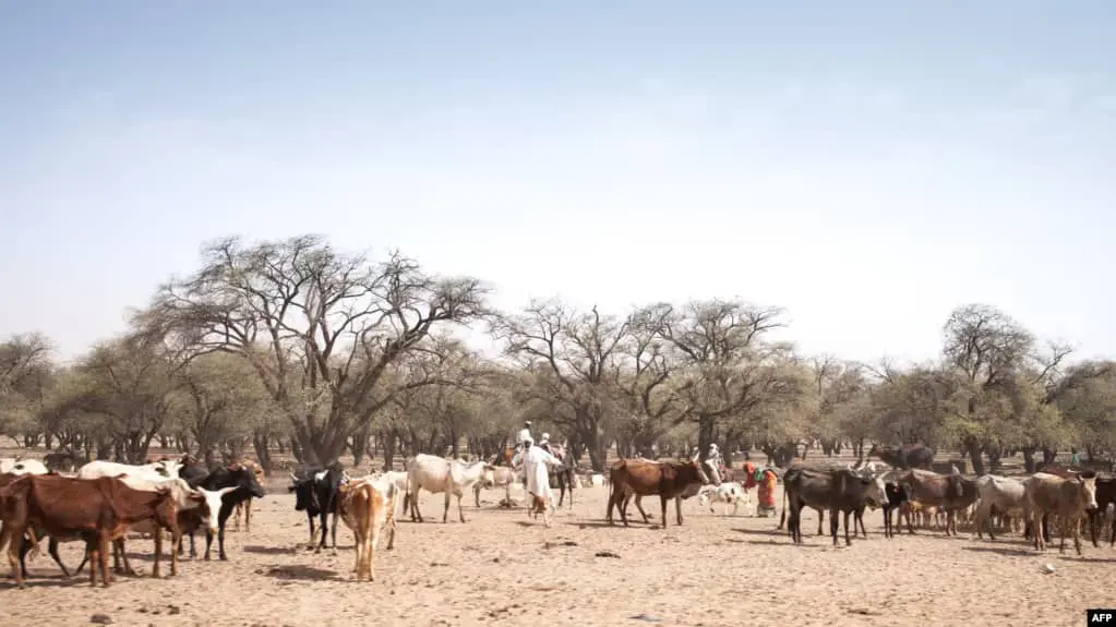 Tchad : une douzaine de morts lors d’un conflit entre éleveurs et agriculteurs dans le sud-ouest du pays